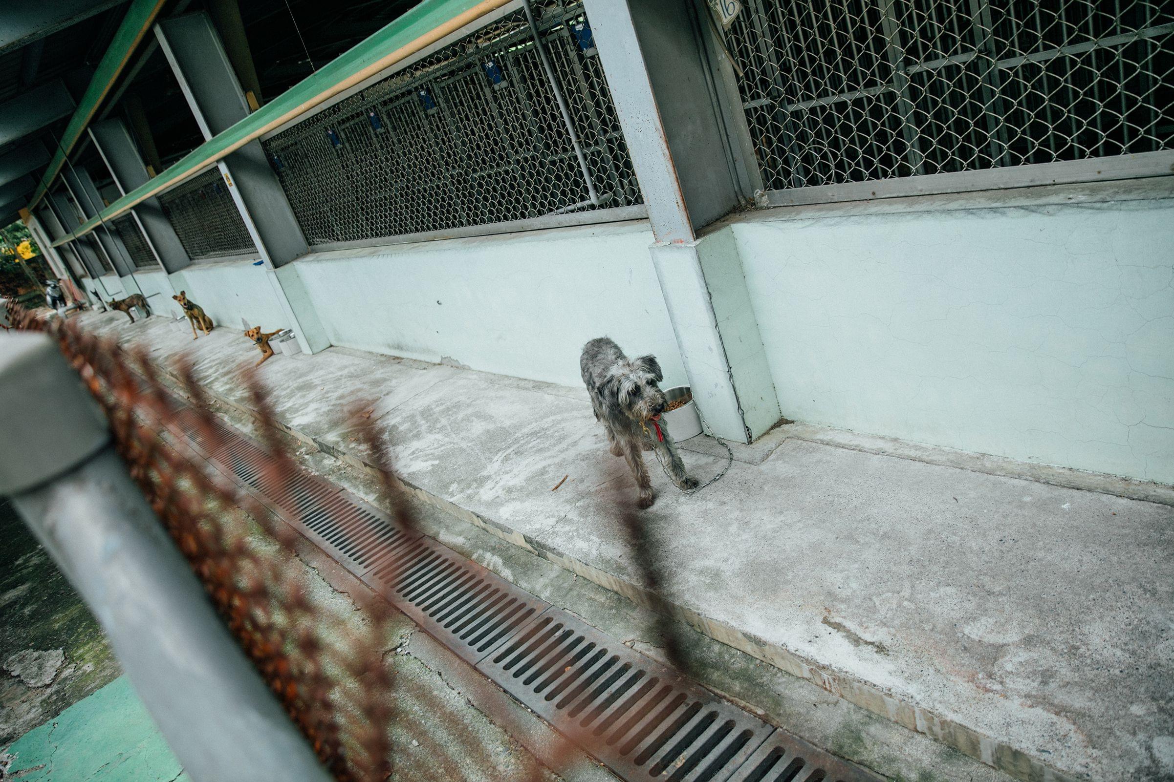 不同屬性的動物會依空間安排在不同的地方