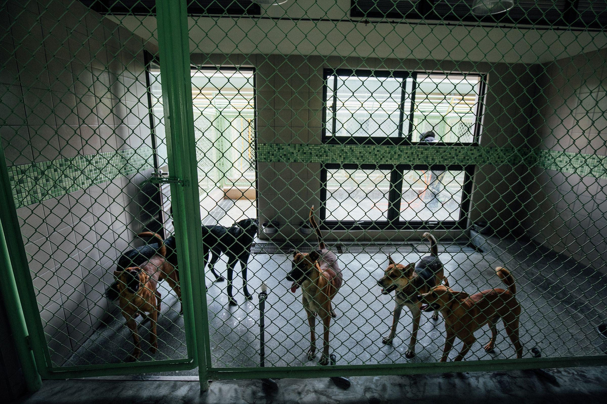 Modern shelters include indoor animal housing areas and outdoor play spaces.