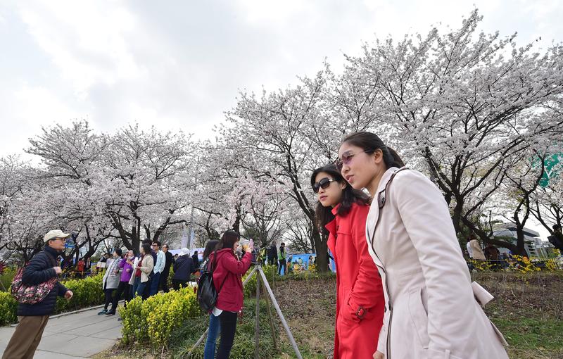 董思齊／櫻花也是韓國的？韓國賞櫻文化的起緣與轉化