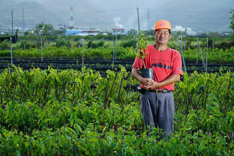 尼伯特,颱風,災情,台東,苗,種苗,釋迦,釋迦苗,育苗場,邱榮貴