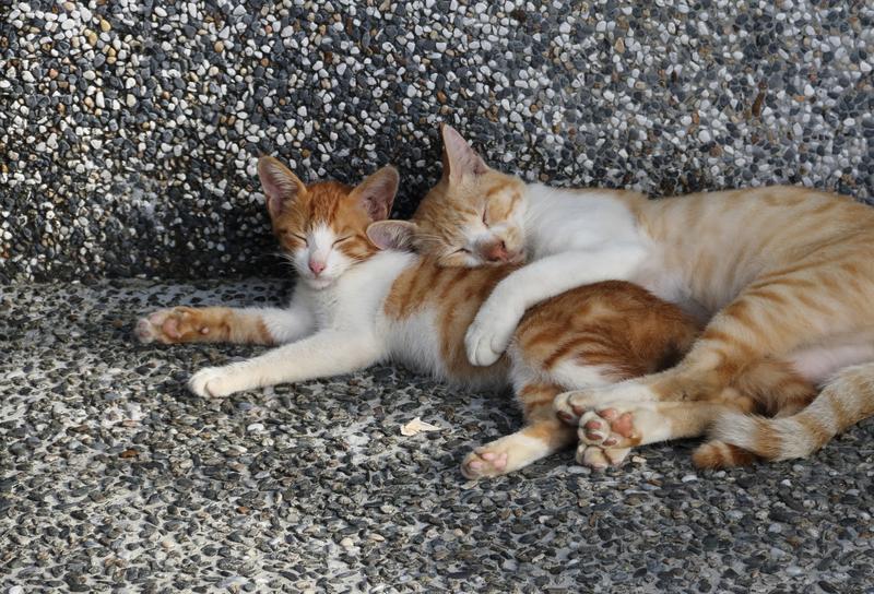 流浪動物、街貓