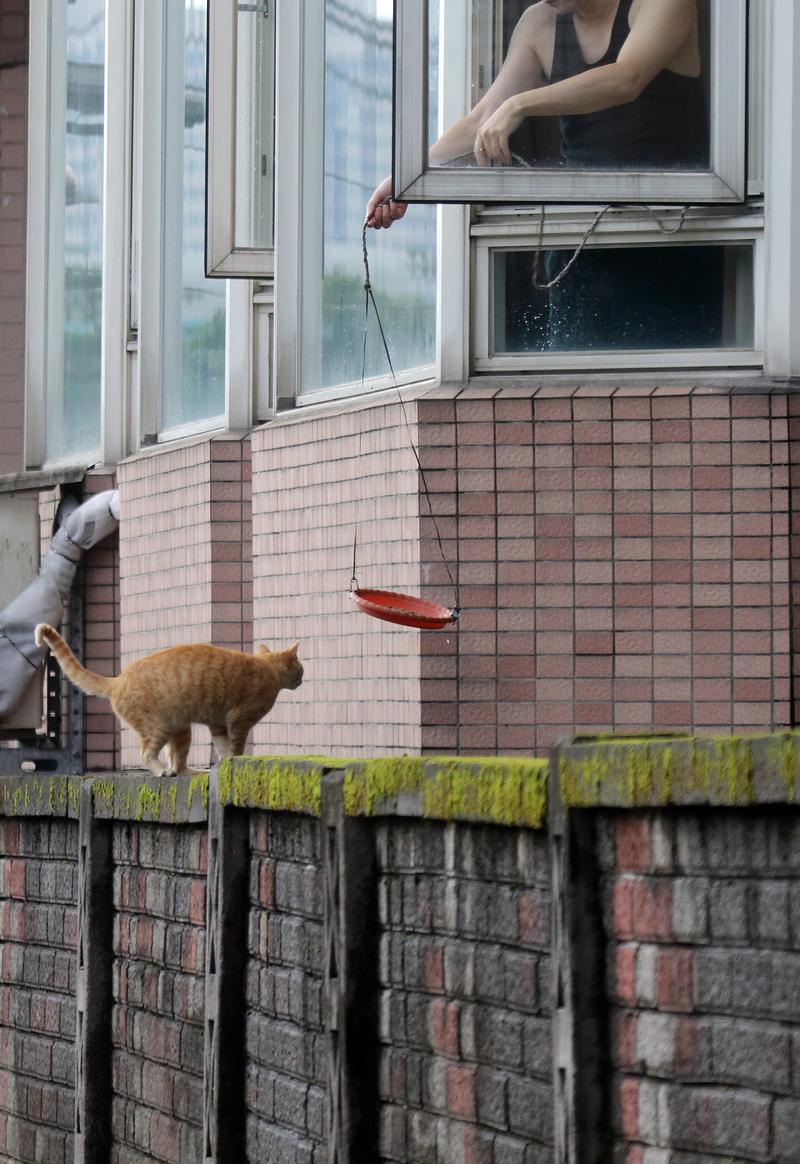 流浪動物、街貓