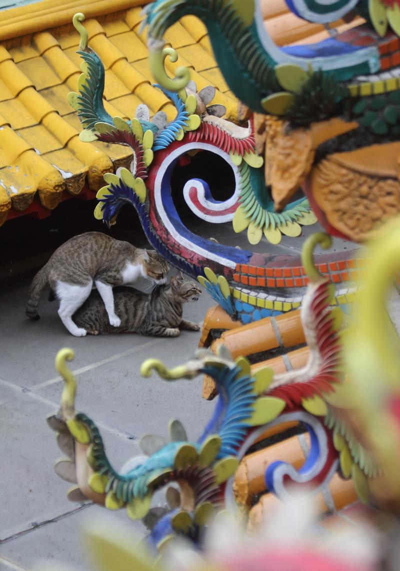 流浪動物、街貓