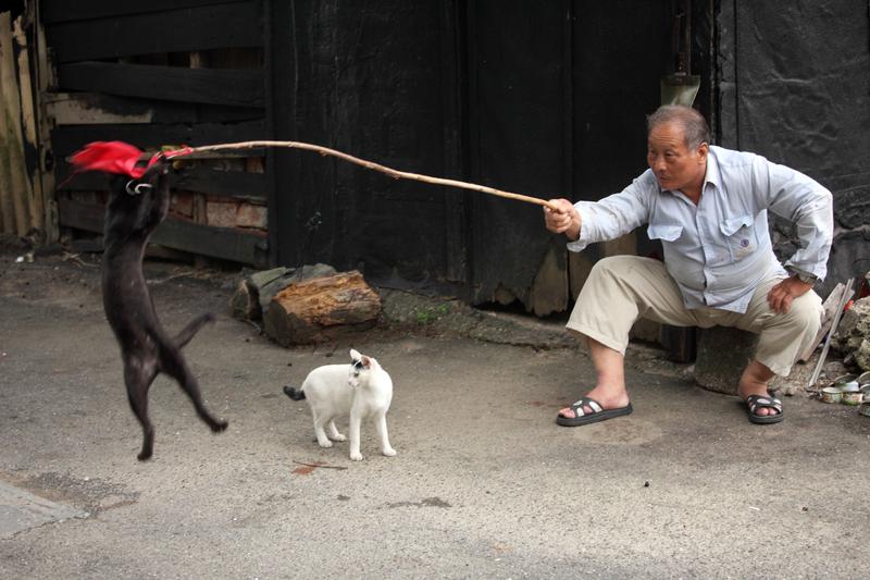 流浪動物、街貓