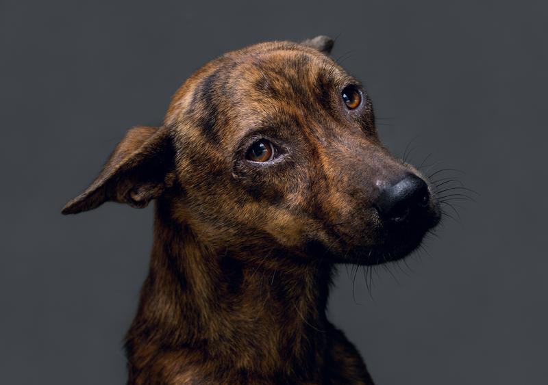 杜韻飛／生殤相──流浪犬安樂死日最終肖像