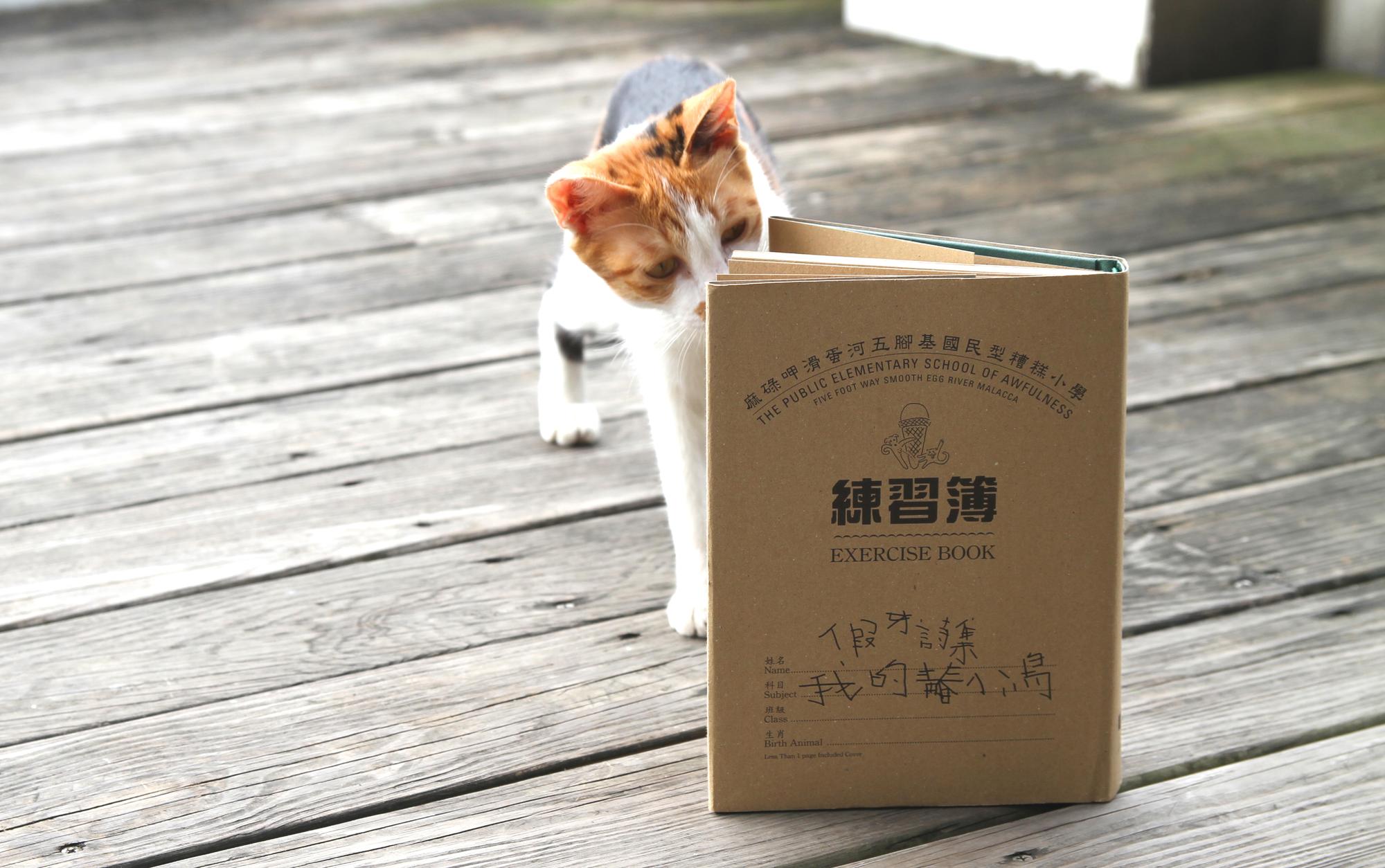 河貓阿蕊與假牙(攝影/隱匿)
