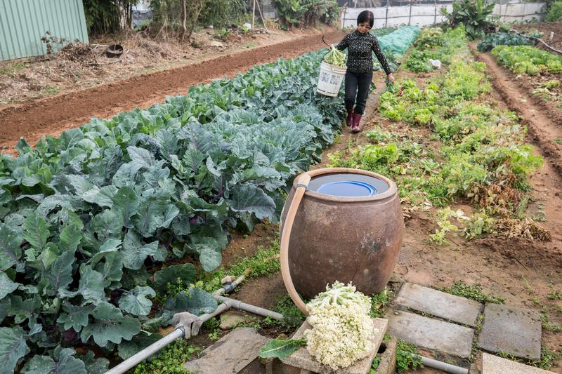 金門水井普查。地下水洗菜