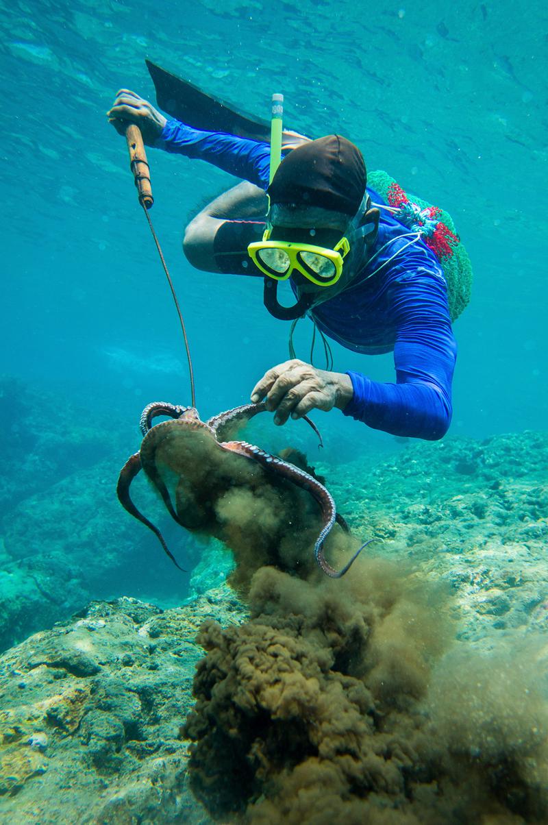 在台灣，魚槍可能成為永續漁法。達悟老人，以簡易魚叉捕捉章魚