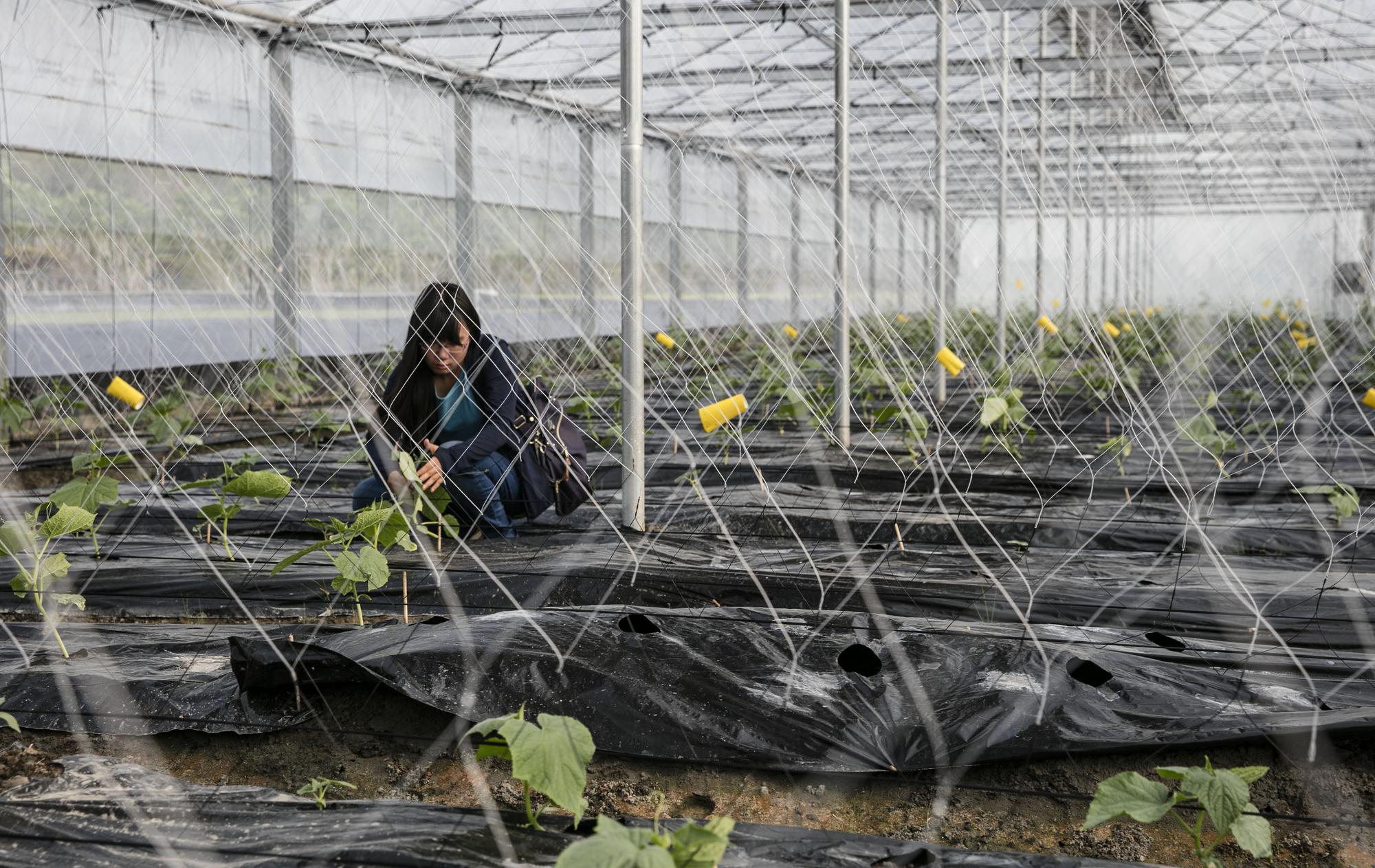 問高佩琳植醫在第一線的把關成效如何?她說:「我只能盡力做到我能做的。」(攝影/林佑恩)