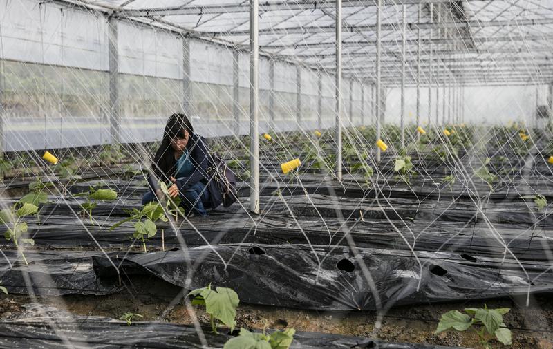 植物醫師」在農村　美濃的第一次實驗。高佩琳。