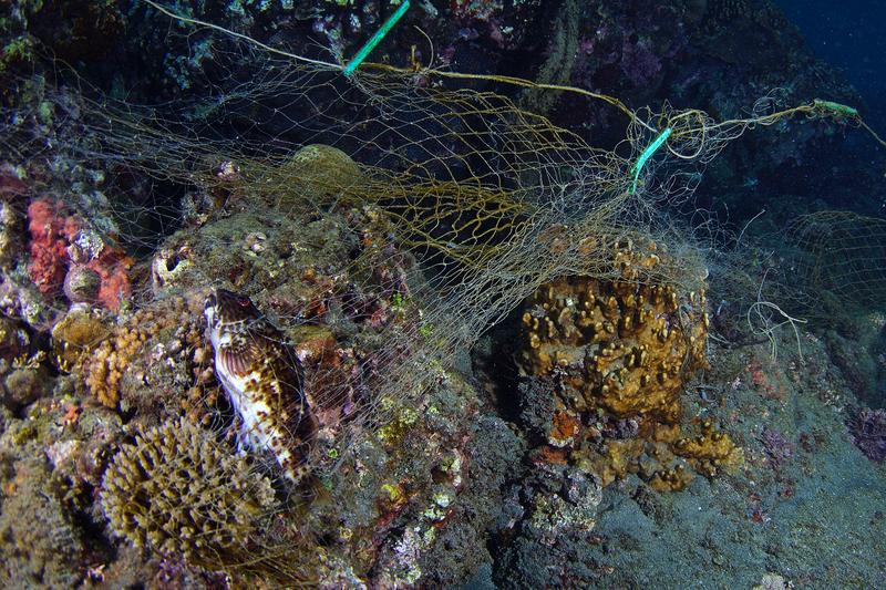 失控的海洋廢棄物──塑膠砌成的海龜墳場