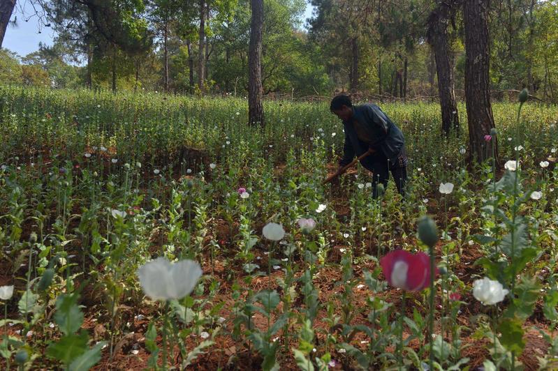 罌粟花戰爭：緬甸為何難以戒斷毒癮？