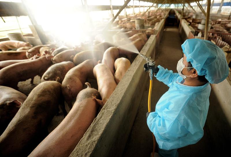 胡天鵬、滷肉飯、非洲豬瘟、畜牧業、AFP PHOTO
