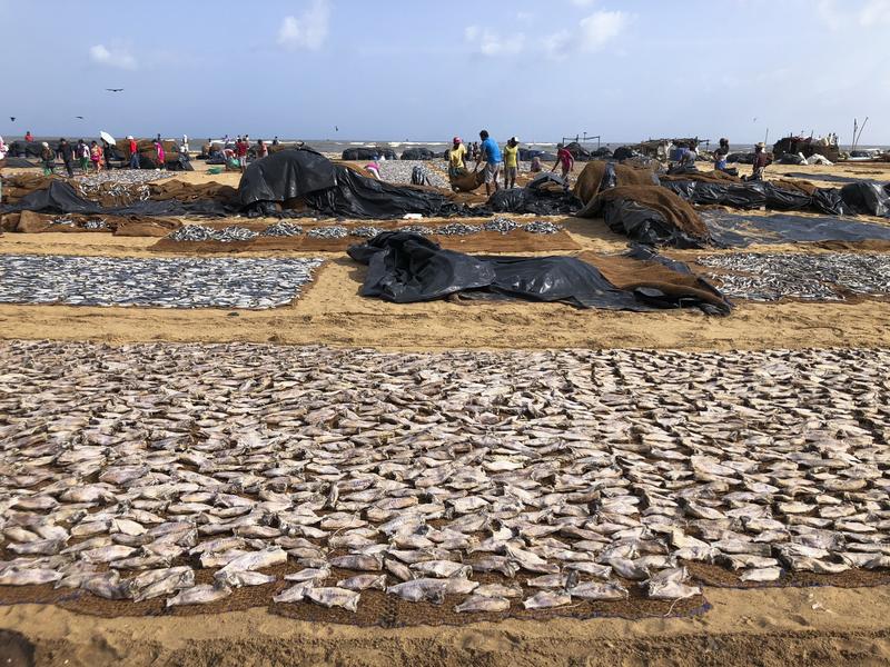 野島剛、食考學、斯里蘭卡、咖哩、鰹魚