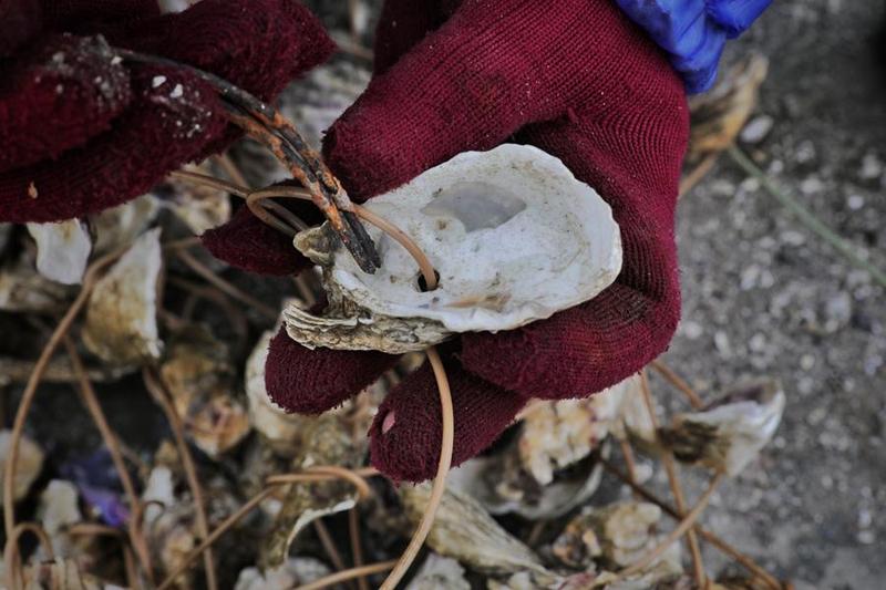 許震唐、後南風、濁水溪、在地傳真