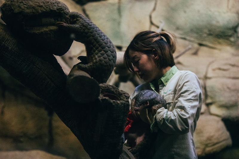 台北市立動物園、穿山甲