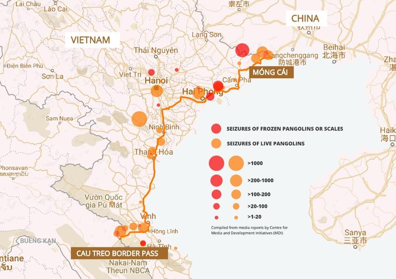 Data compiled from media reports on pangolin seizures between 2011 and September 2019 show that almost 50 percent of all reported cases of busts in Vietnam took place along the highway connecting the Laotian border in Cau Treo to the Chinese border at Mong Cai. This suggests an established smuggling route.