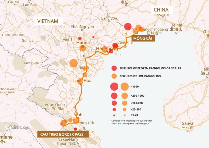 Data compiled from media reports on pangolin seizures between 2011 and September 2019 show that almost 50 percent of all reported cases of busts in Vietnam took place along the highway connecting the Laotian border in Cau Treo to the Chinese border at Mong Cai. This suggests an established smuggling route. 