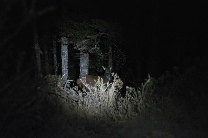 登山客、廚餘、山林、台灣黑熊、山屋、酒紅朱雀、膽固醇、山林開放、嘉明湖、水鹿