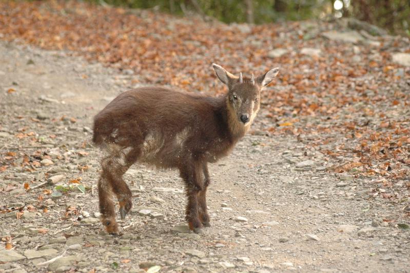 「愛我就不要靠近！」山羊、水鹿、獼猴，野生動物暗藏的人畜共通病原