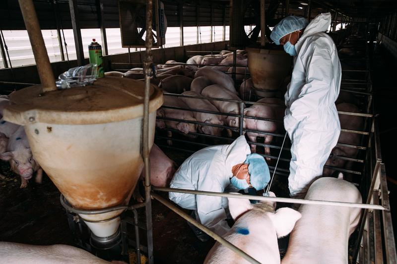 嘉義縣家畜疾病防治所獸醫正在為豬隻採血，檢測判定是否感染口蹄疫。（攝影／蔡耀徵）