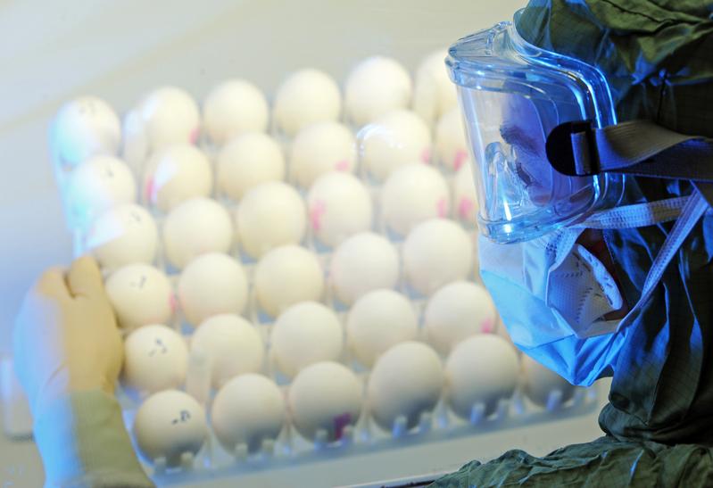 葛蘭素史克（GlaxoSmithKline）製藥公司德列斯登安全實驗室中準備用於生產H1N1疫苗的雞蛋。（攝影／AP IMAGES／Ralf Hirschberger／達志影像）