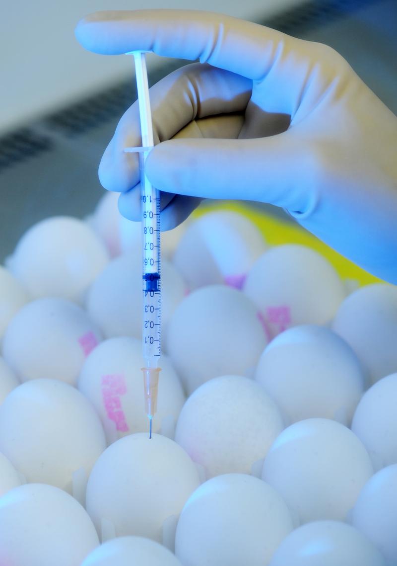實驗室技術人員將裝著病毒液的鋼針精準、細緻地刺入每顆雞蛋。（攝影／AP IMAGES／Ralf Hirschberger／達志影像）