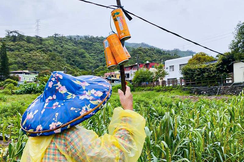 一位屏東縣泰武鄉平和部落的vuvu，正在結穗的小米田努力趕著小鳥，祈禱可以有好收成。（圖片提供／鍾明慧）