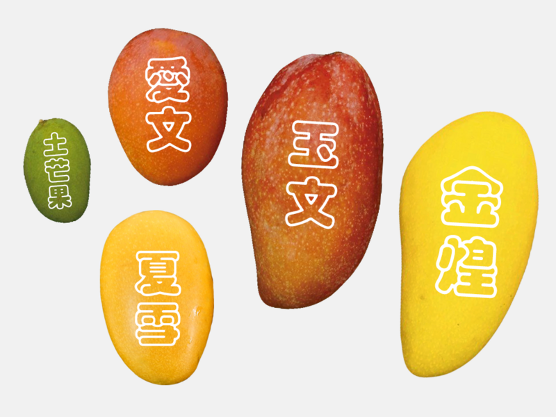 台灣5種常見芒果大小、特色比較。（設計／林珍娜）