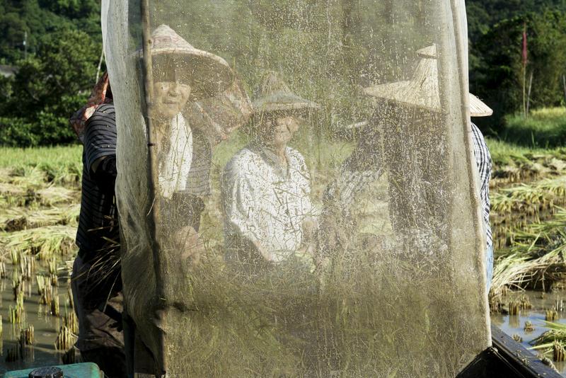 張良一／貢寮山區手工割稻 再現換工相挺的稻作傳統_(攝影/張良一)