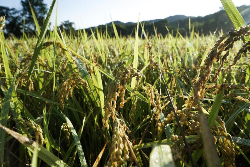 張良一、貢寮山區、手工割稻、換工、稻作傳統