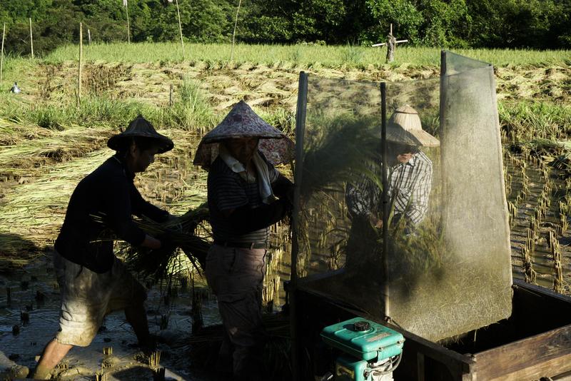 張良一、貢寮山區、手工割稻、換工、稻作傳統