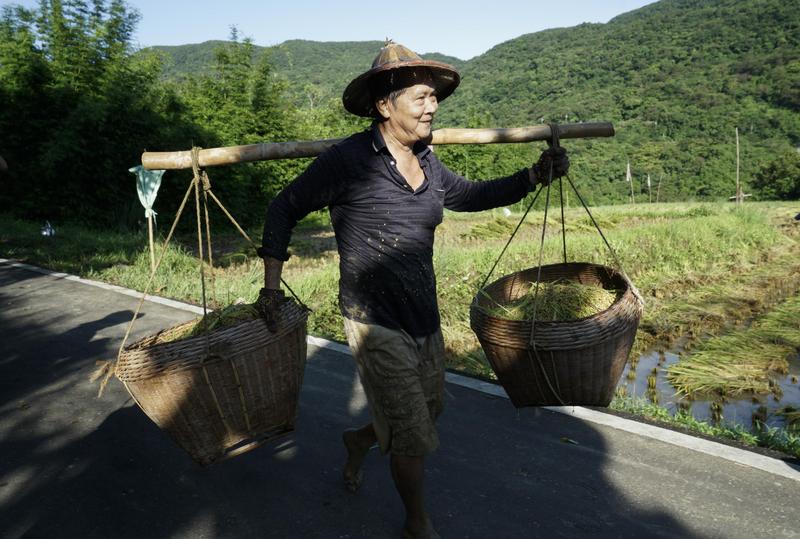 張良一、貢寮山區、手工割稻、換工、稻作傳統