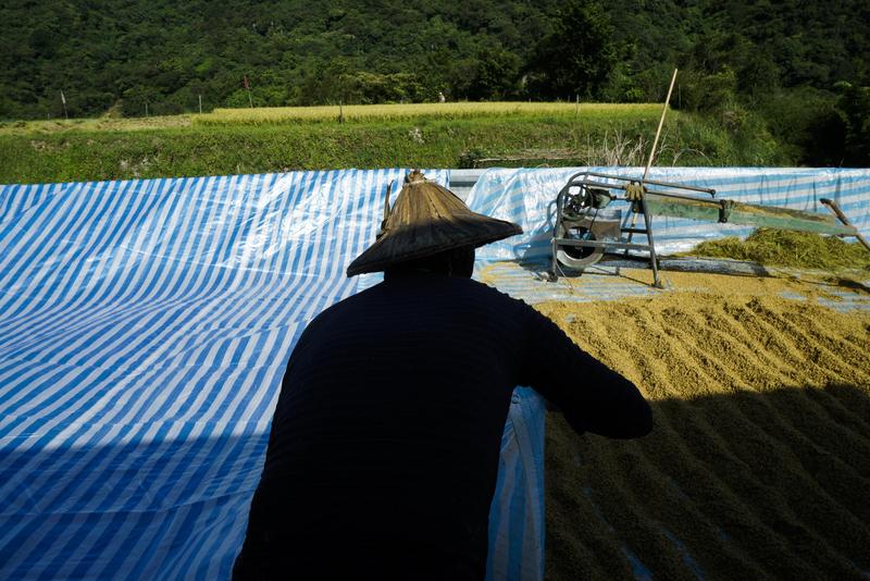 張良一、貢寮山區、手工割稻、換工、稻作傳統