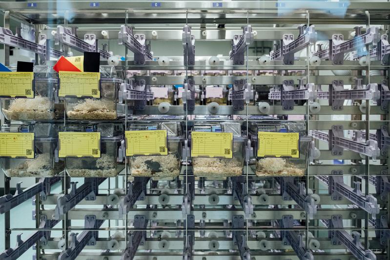 國家實驗動物中心是台灣實驗動物的培育重鎮，此次新冠病毒多項實驗選用倉鼠進行動物實驗。圖為培育一般小鼠的動物房。（攝影／余志偉）