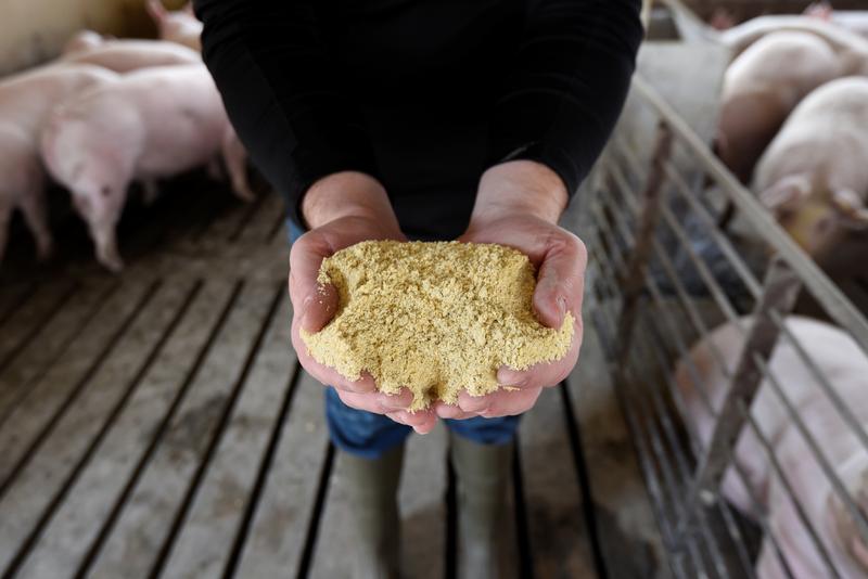 美國明尼蘇達州的養豬農手中捧著豬飼料。（攝影／REUTERS／Nicholas Pfosi／達志影像）