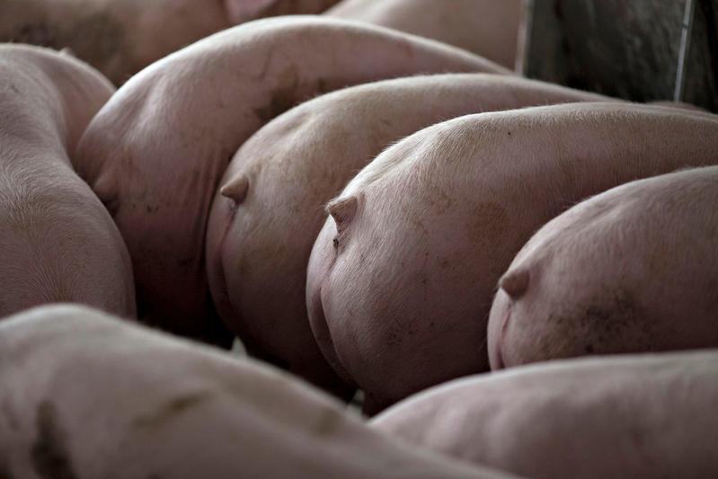 2021年將上路的新制，將要求所有豬肉都要標示產地來源，認定標準為屠宰國，但不會標示是否含瘦肉精。（攝影／REUTERS／Daniel Acker／達志影像）