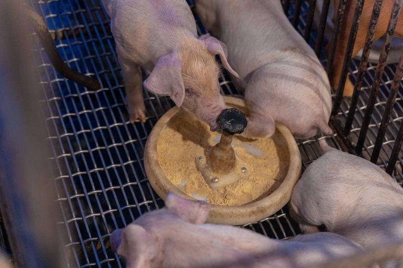 國內多數養豬戶對飼養管理沒有加以記錄，經營成本與效益未能精準分析，且部分牧場自配飼料的品質良莠不齊、或不當添加藥物等，導致整體飼養管理效率仍偏低。（攝影／許𦱀倩）