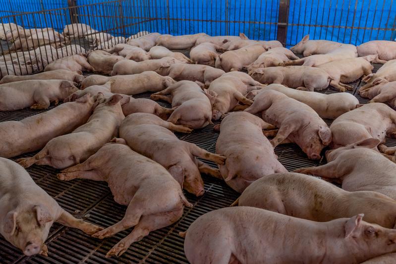 豬肉產業的升級將走向何方，在高喊建立養豬國家隊之餘，目前政府對於外銷目標的設定，卻沒有太多著墨。（攝影／許𦱀倩）