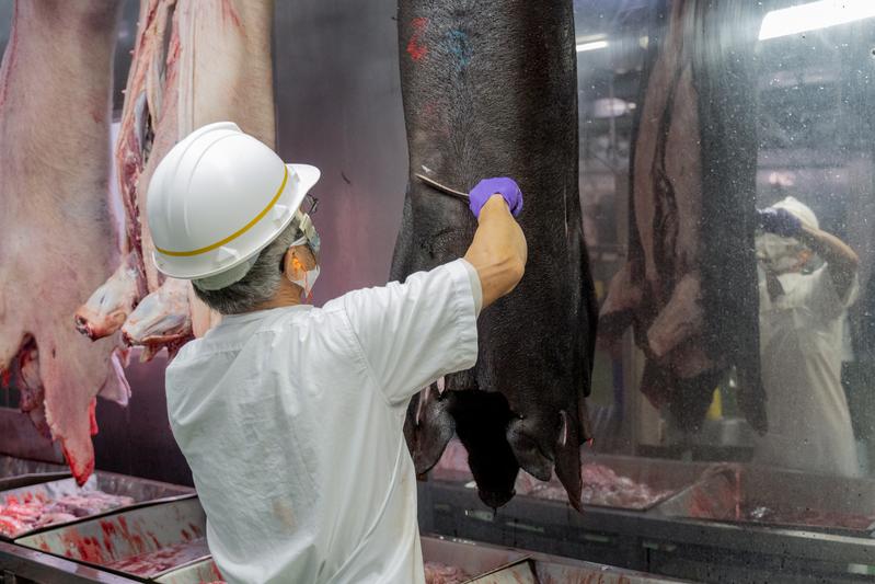 農委會防檢局屠宰獸醫會檢查每隻豬的健康狀況，確保豬肉食品安全。（攝影／許𦱀倩）