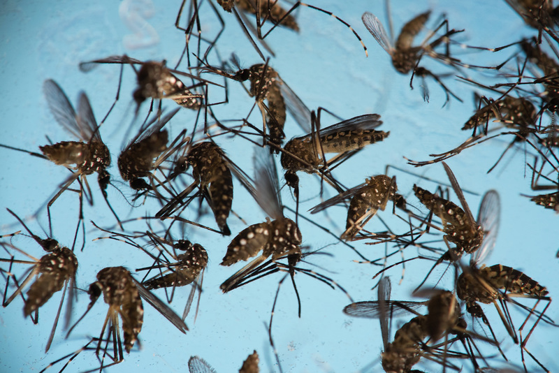 埃及斑蚊是一種會傳播登革熱、黃熱病、茲卡熱等多種傳染病的蚊子。在氣候變遷的影響下，溼度、溫度和雨量增加後，蚊子就會變多，帶給人類更多傳染病風險。（攝影／AP Photos／Felipe Dana／達志影像）
