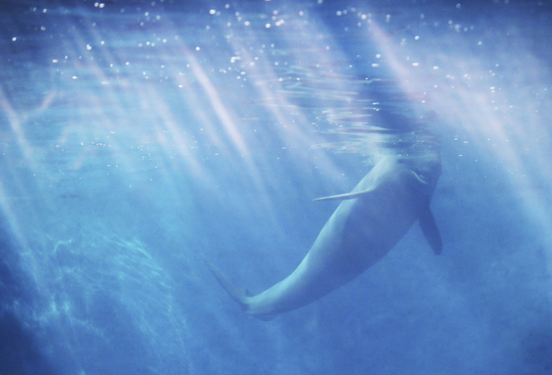 死在金門海灘上的海豚們── 一年18起鯨豚擱淺悲劇敲響什麼警鐘？