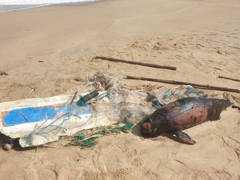 11月14日，金門發生今年第18起鯨豚擱淺案，江豚屍體跟著海漂垃圾一起被沖上岸。(照片／金門水產試驗所提供)