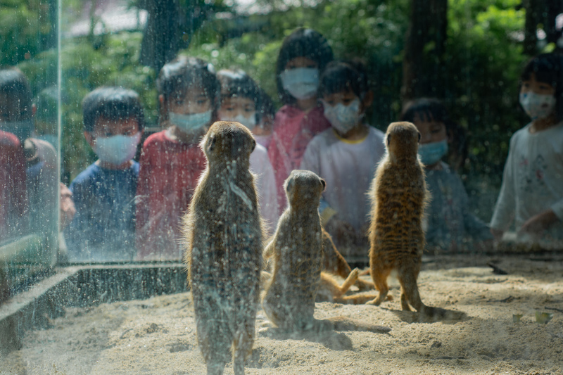 張庭甄、攝影工作坊、憂鬱動物園