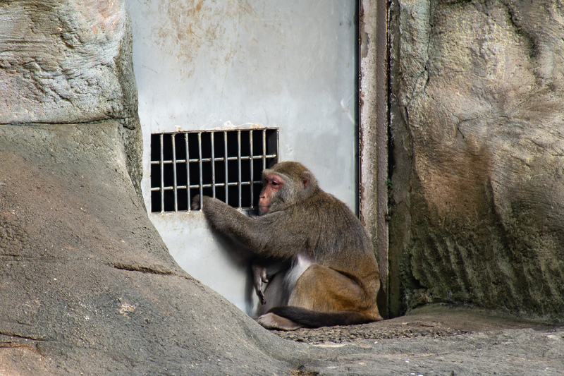 張庭甄、攝影工作坊、憂鬱動物園