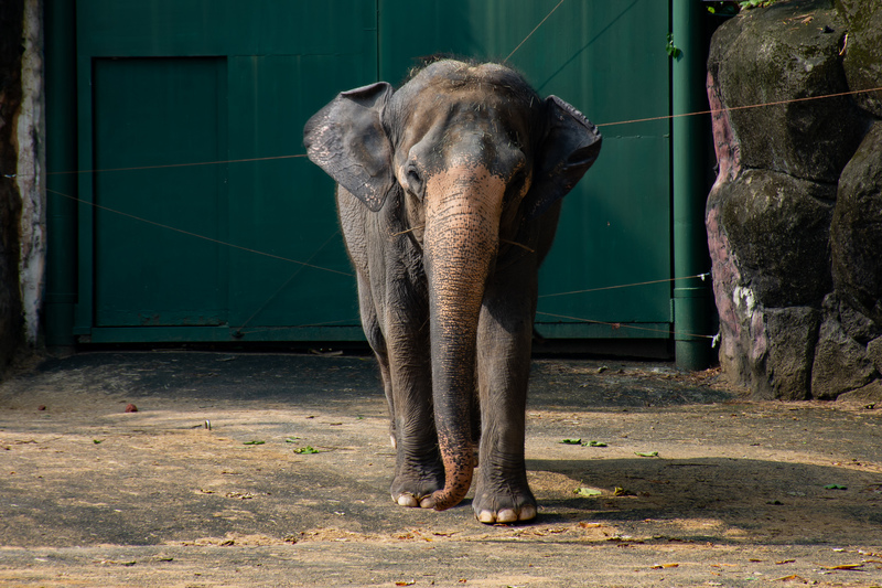 張庭甄、攝影工作坊、憂鬱動物園