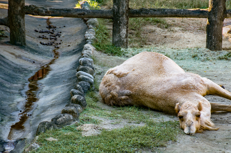 張庭甄、攝影工作坊、憂鬱動物園