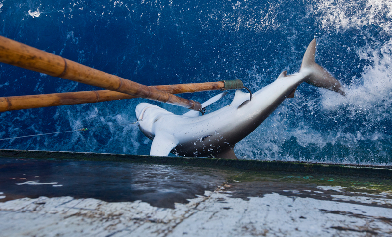 根據聯合國糧食及農業組織（FAO）統計，台灣是排在印尼、印度、西班牙後的第4大捕鯊國，甚至還是世界鯊魚肉的最大出口國之一。圖為一隻被台灣籍漁船捕獲的鯊魚。（攝影／Greenpeace ／Paul Hilton）