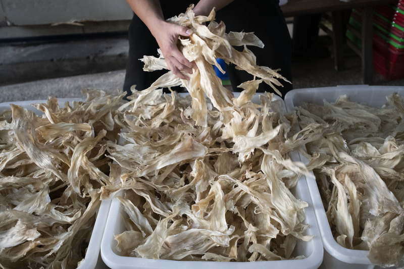 位於高雄茄萣區的魚翅火鍋店受年輕人歡迎，每一年要消耗700到800萬成本的魚翅食材。圖為店家正在分裝進貨的乾燥魚翅。（攝影／楊子磊）