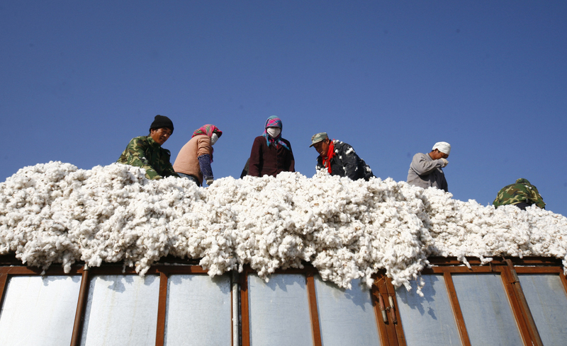 近年各國政府透過立法強制企業有更大的法定義務保護勞動權益。圖為新疆哈密地區的棉花採收情形。（攝影／China Xtra via AFP／STR）